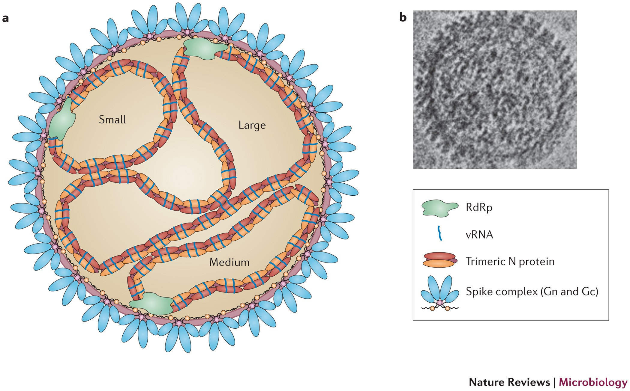 Hantavirus Transmission Cycle and Viral Life Cycle